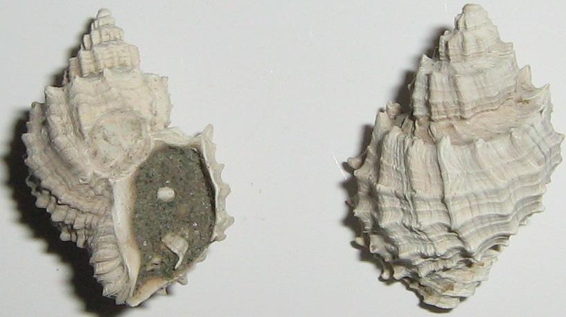 Solatia piscatoria (Gmelin in L.., 1790) - Pliocene -Toscana